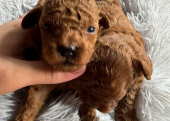 Toy Poodle Kore Kanı Özel Yavrularımız